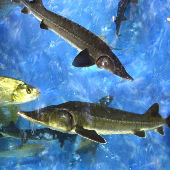 鳇鱼是什么鱼,能不能人工养殖,需要什么样的养殖环境