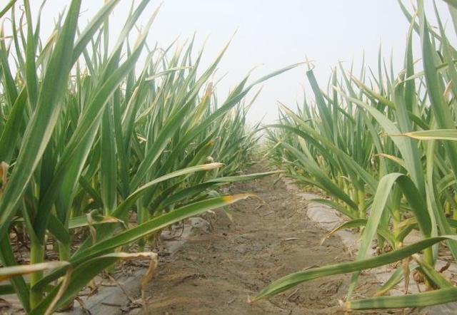 大蒜紫斑病频发,可造成叶尖扭曲,病叶折断,该如何科学防治?