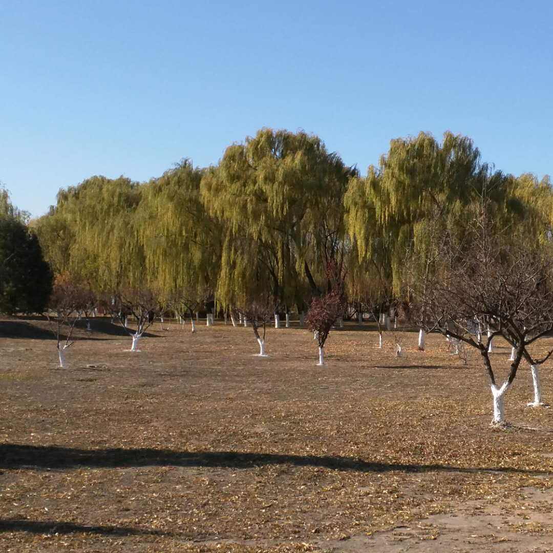 「游记」诗意古镇 · 杨柳青