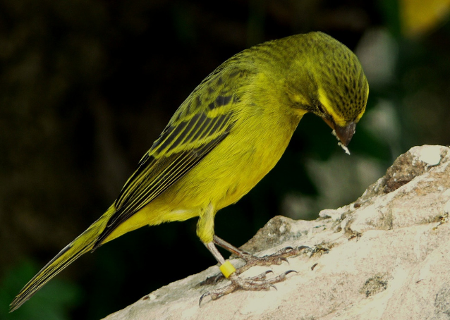 从成鸟外形上看,金丝雀雄鸟体较大,尾较长