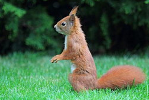 松鼠的分布十分广泛,几乎遍布整个森林,栖息于树上
