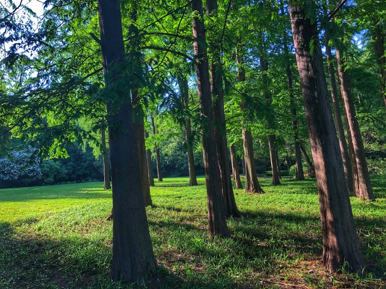 偶然看到的森林,景色宜人,你知道这里吗?