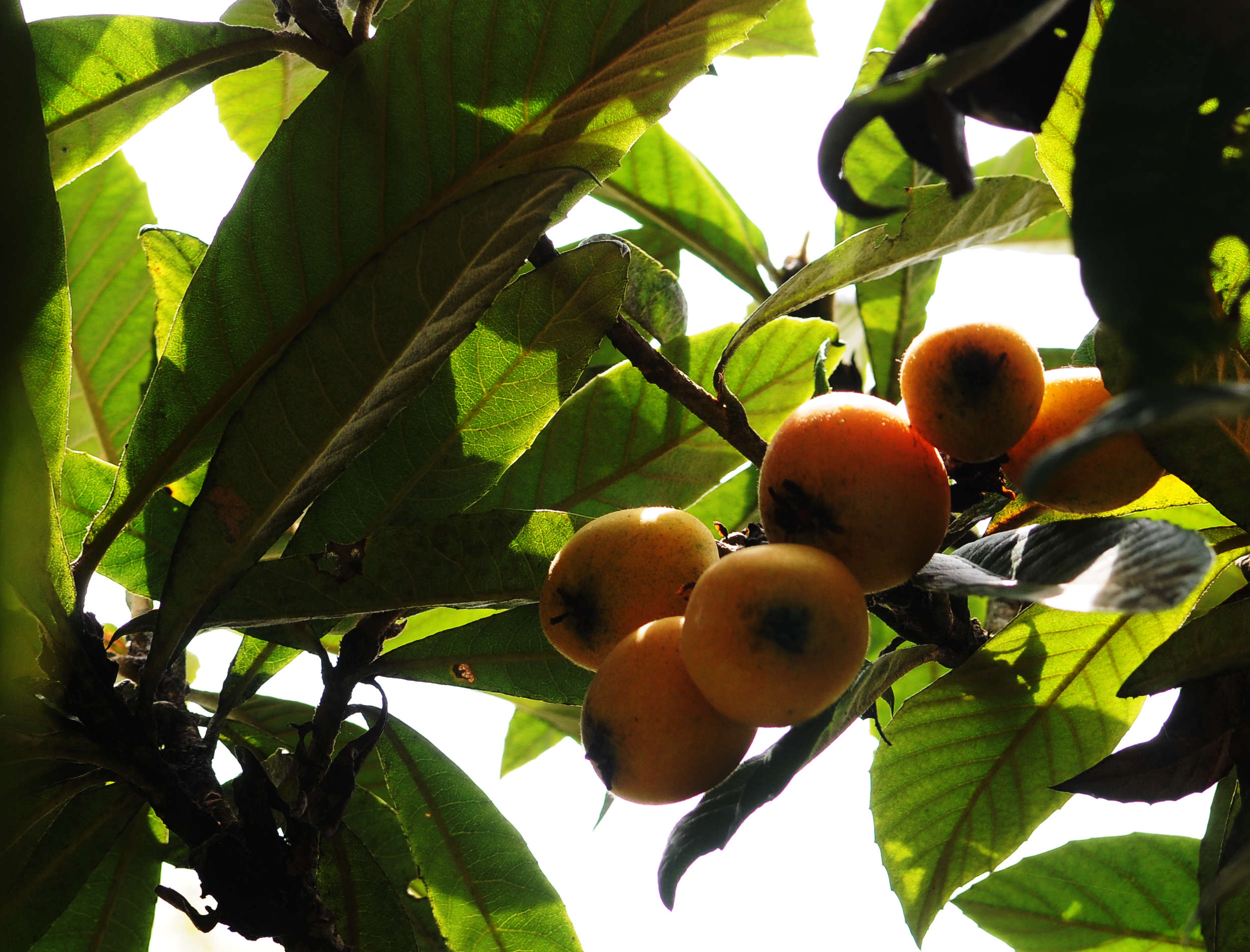 百度爱采购首页 商品专题_农民定植后对枇杷幼苗的管理是提高生长率的