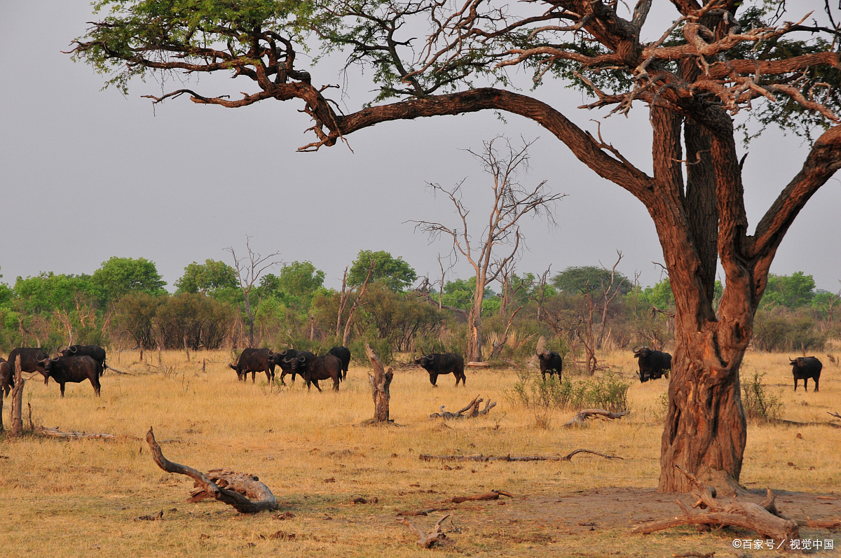 津巴布韦万基国家公园:百只大象因干旱缺水死亡