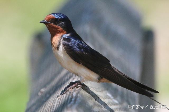 燕子(swallow)学名家燕,是雀形目燕科74种鸟类的统称