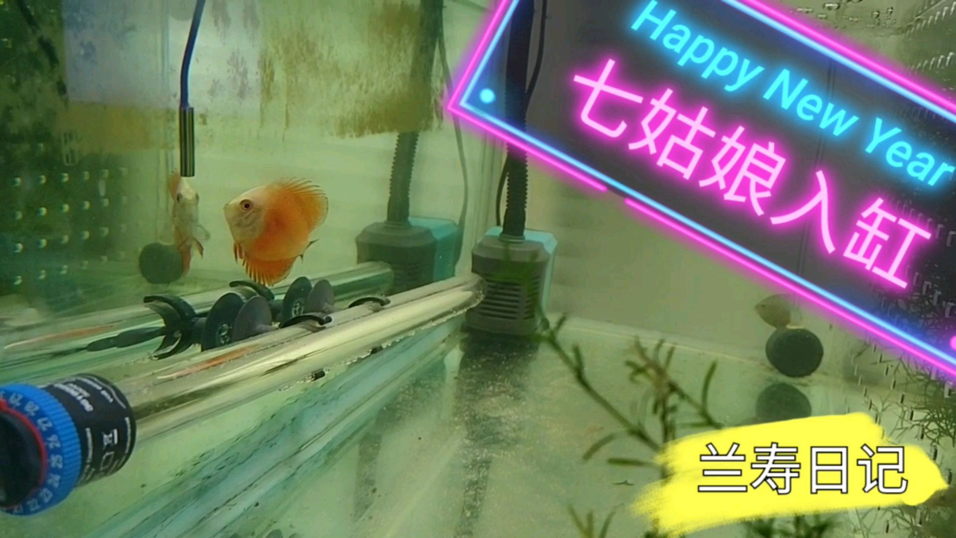 七彩神仙鱼移入大缸 希望能够状态好转