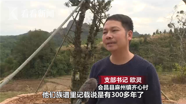 哪里的罗汉松苗最正宗
