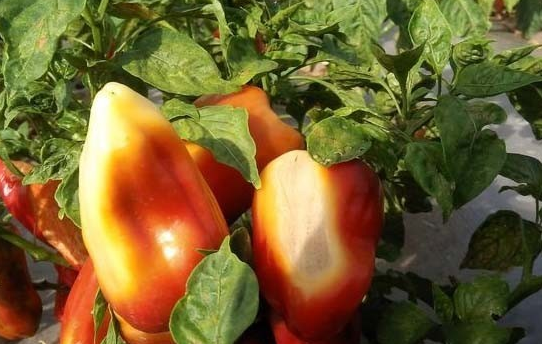 辣椒果 - 热门商品专区