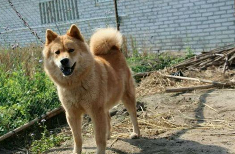 正宗田园犬有什么特点?