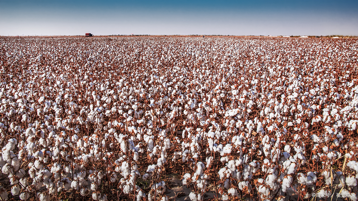 地棉花 - 2020年最新商品信息聚合专区 - 百度爱采购