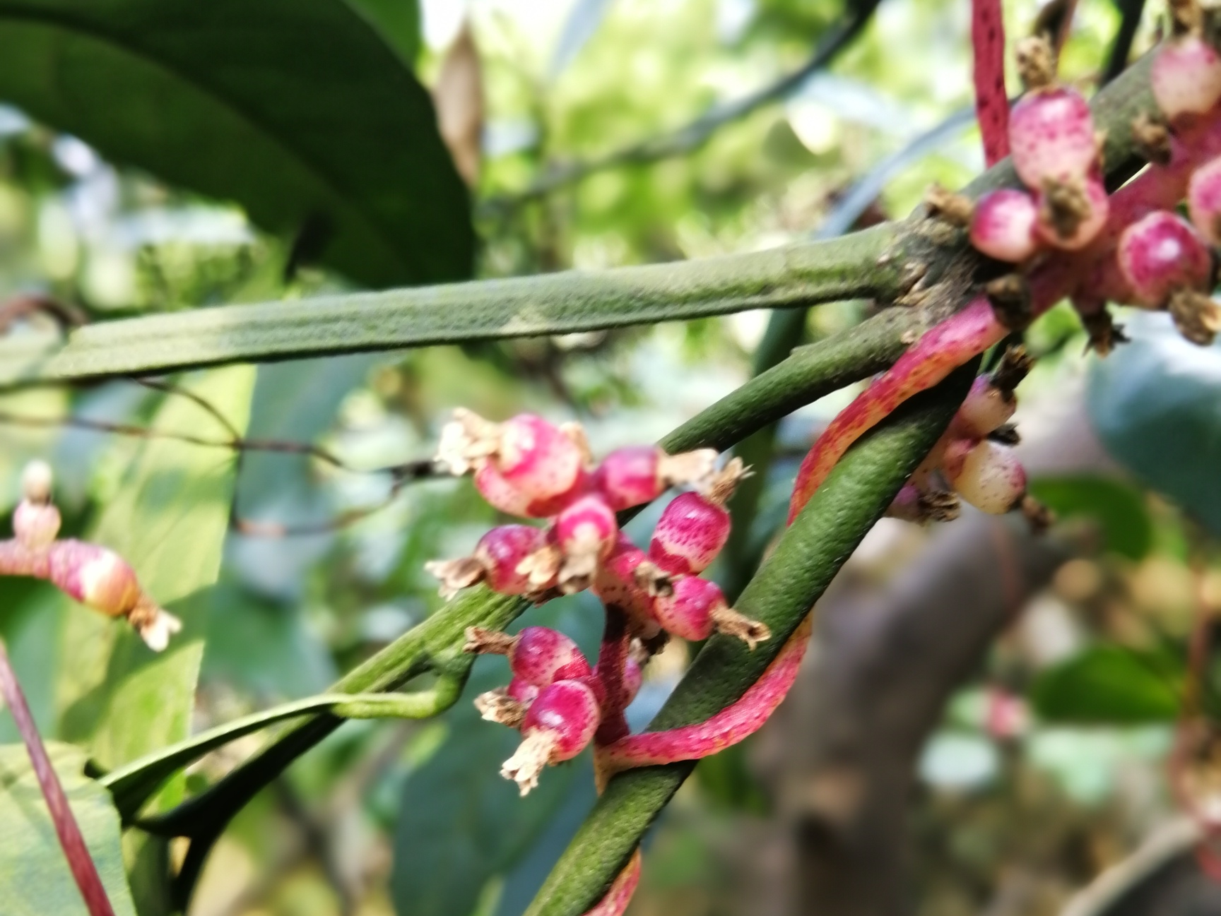 神奇的植物娇柔无娘藤
