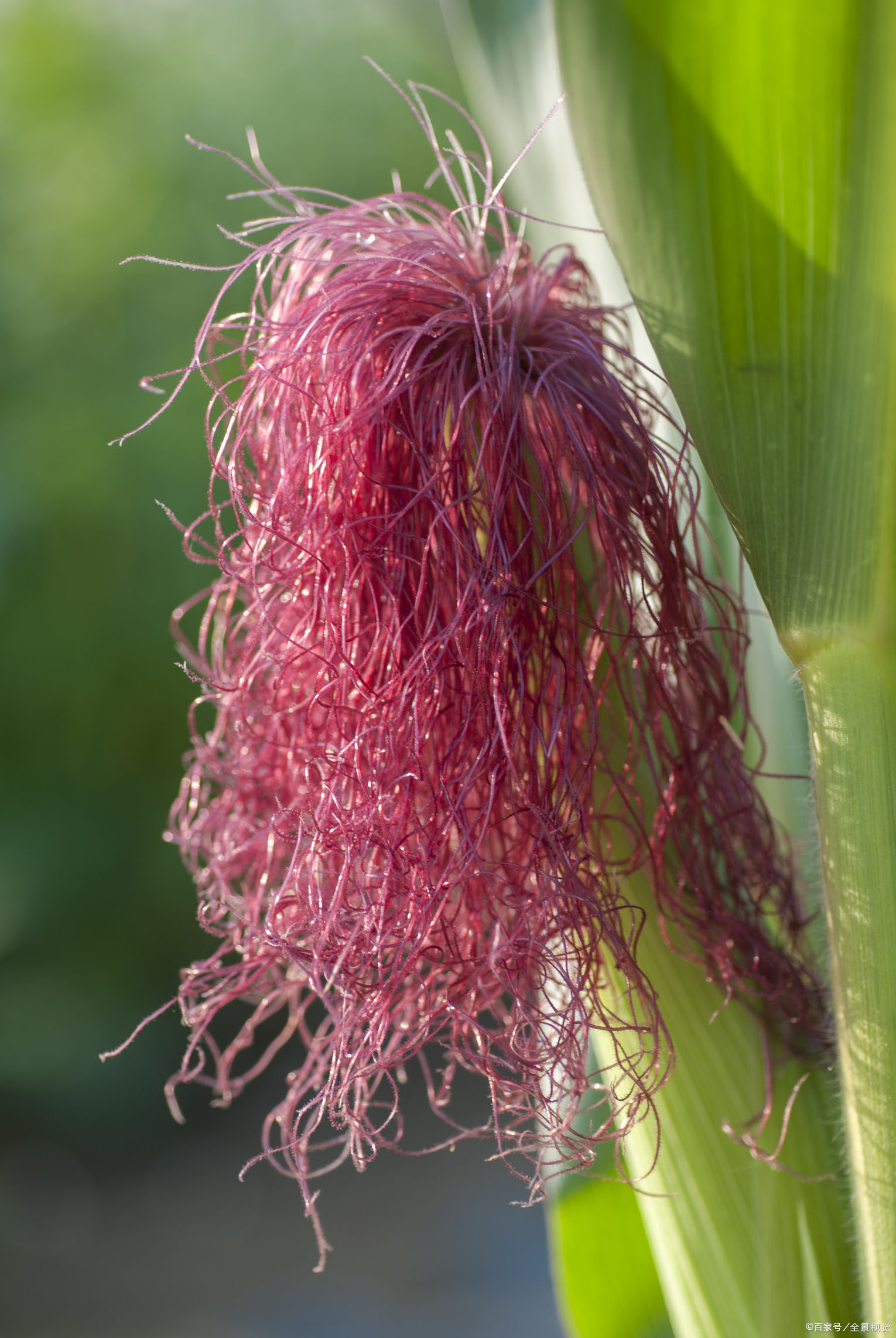 玉米须竟然可以这样用