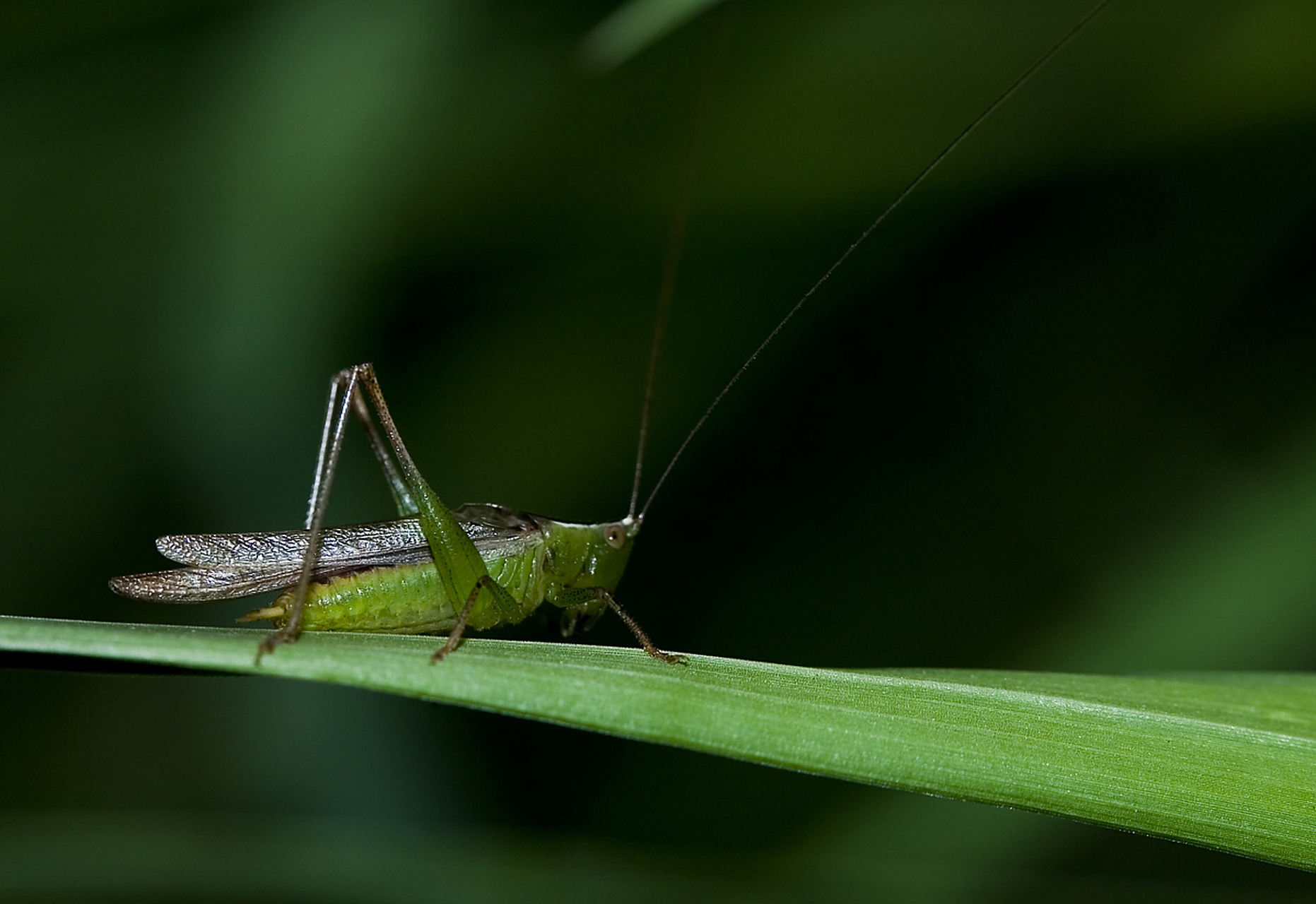草际跃过青蚱蜢,路旁蹲得老蟾蜍.