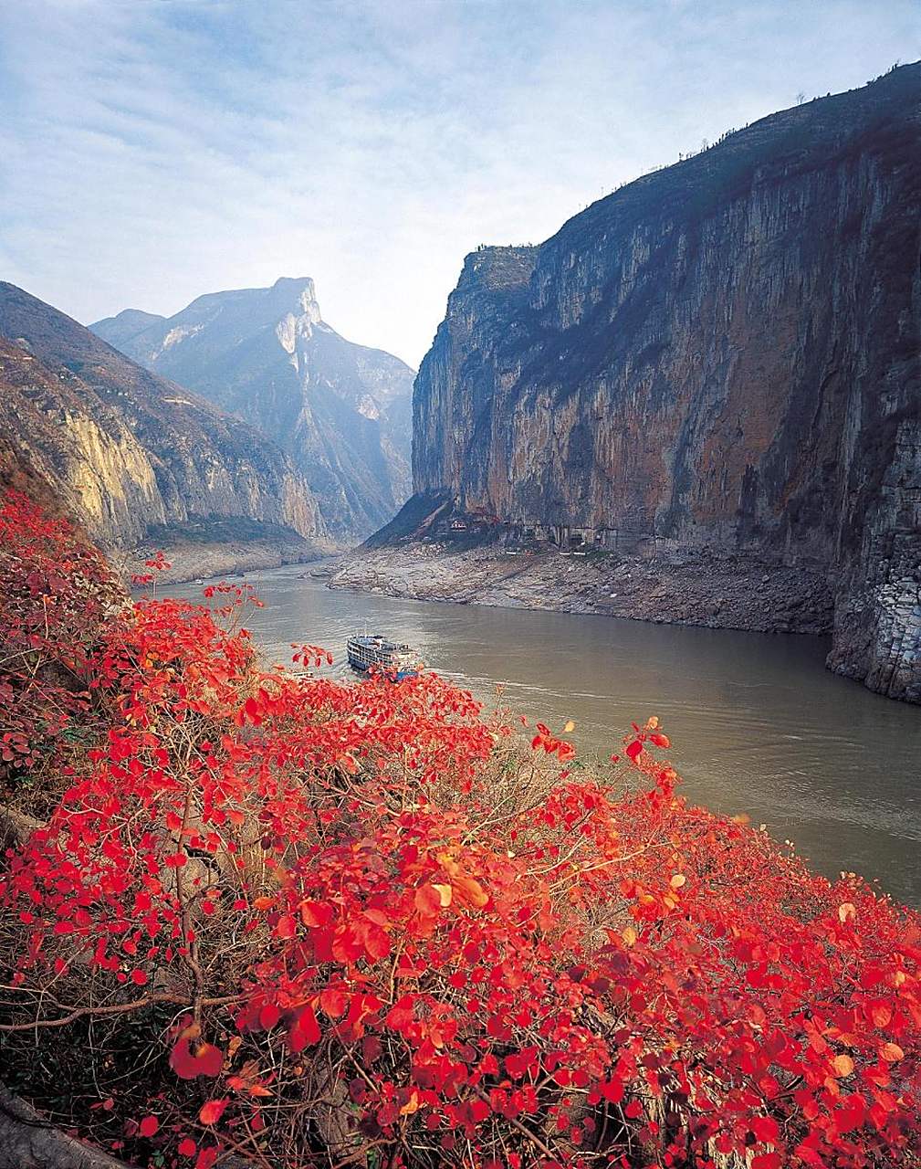 秋天一定要去奉节看夔门红叶 遍布夔门山上的黄栌圆叶,经霜变红,霜重