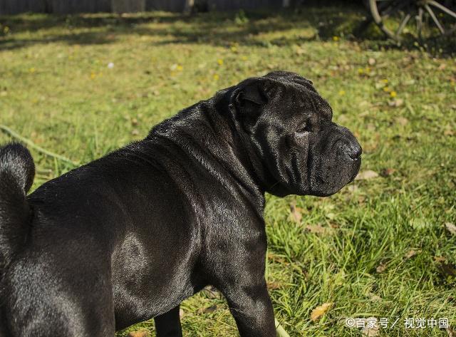 中国沙皮犬评选标准有哪些?快来了解一下吧!保证有用