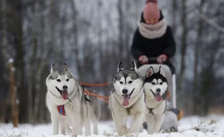 探秘俄罗斯哈士奇公园:这才是真正的西伯利亚雪橇犬!