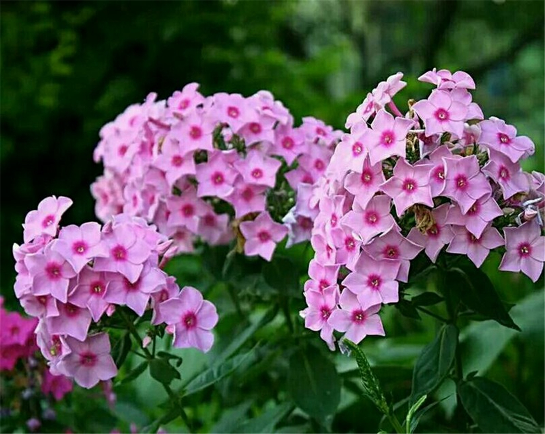 福禄考如何在家进行养殖?注意这些事项让它生长更好!