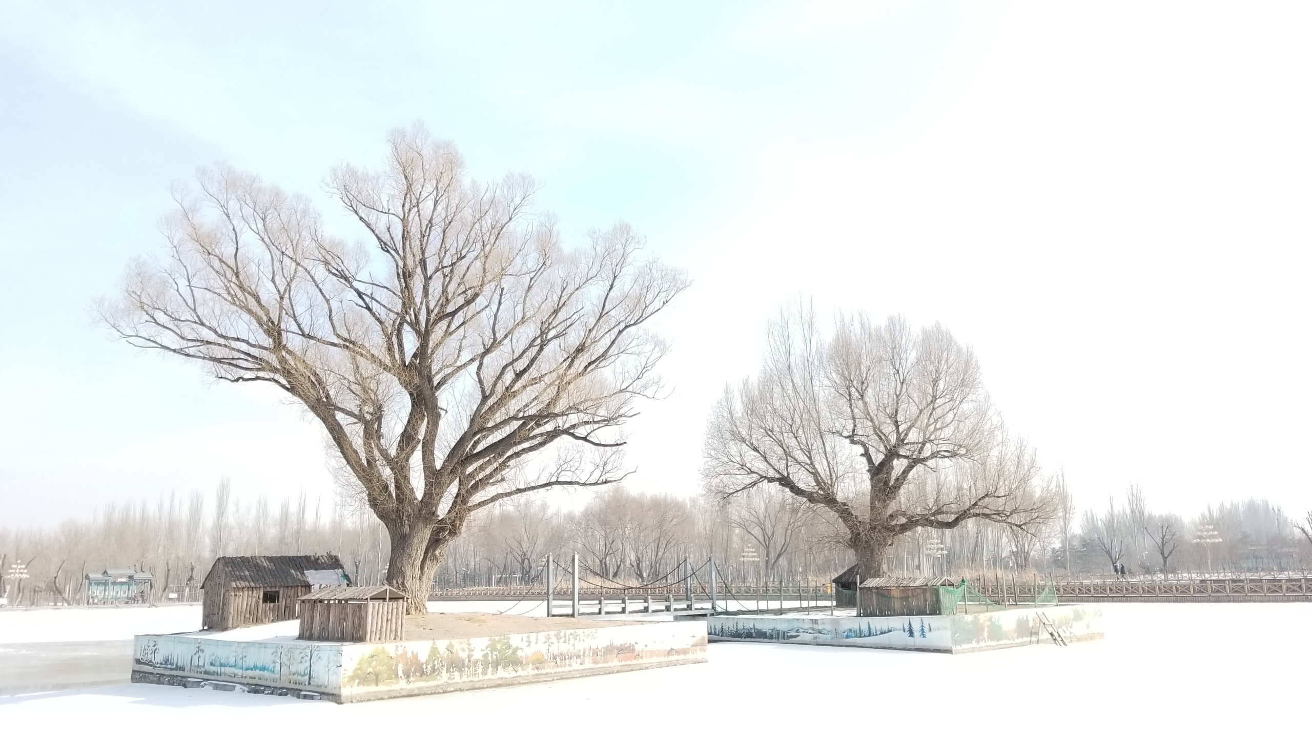 雪後的口泉植物園--塞外一片好風光