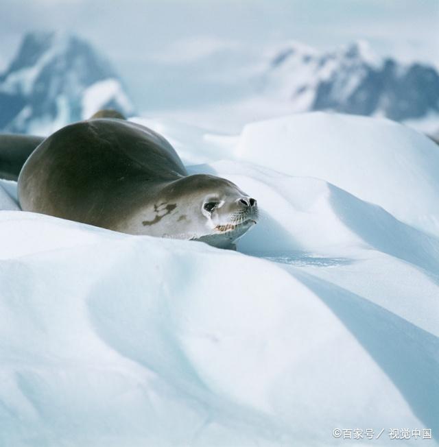 北极地区的海豹种类(7种)却比南极(4种)的要多一些