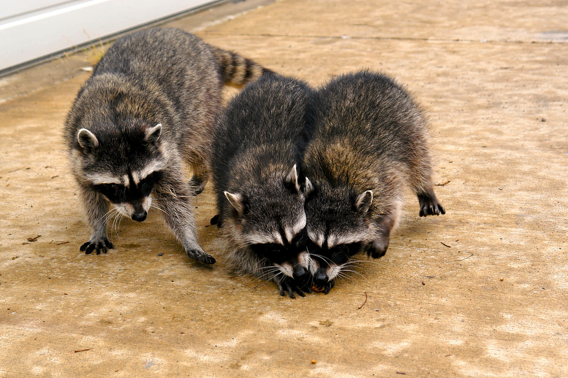 貉,中型食肉动物,适应力超强!夜行独居,杂食善攀,巢穴领地意识强.