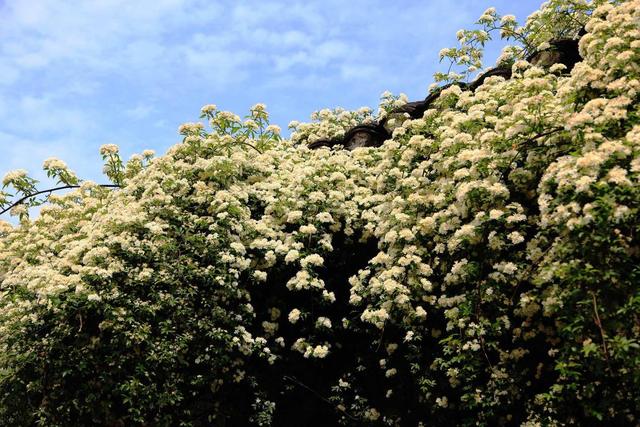 2种野生"爬藤花",生长快花量大,现在养1株,6个月开成