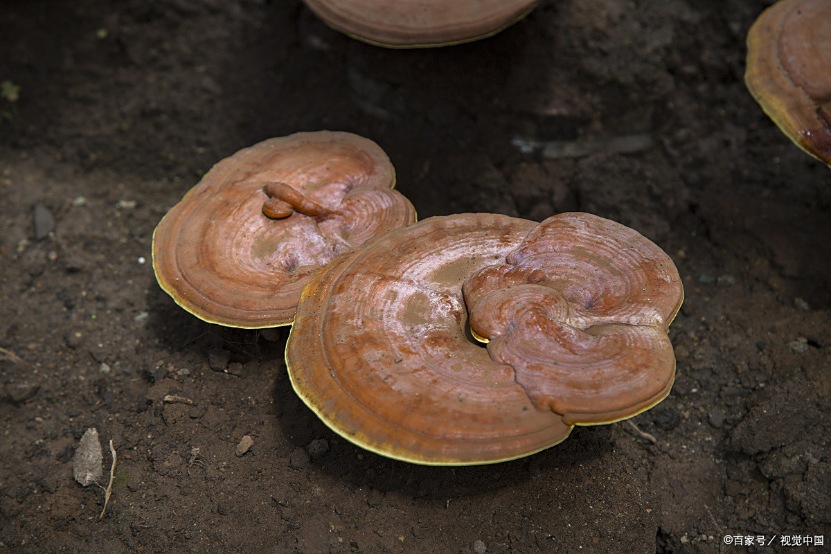 黄芝的缘来与药用