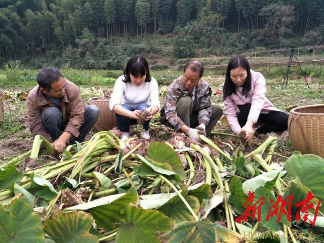 香芋姑娘——记邵阳市五四青年奖章获得者苏文文