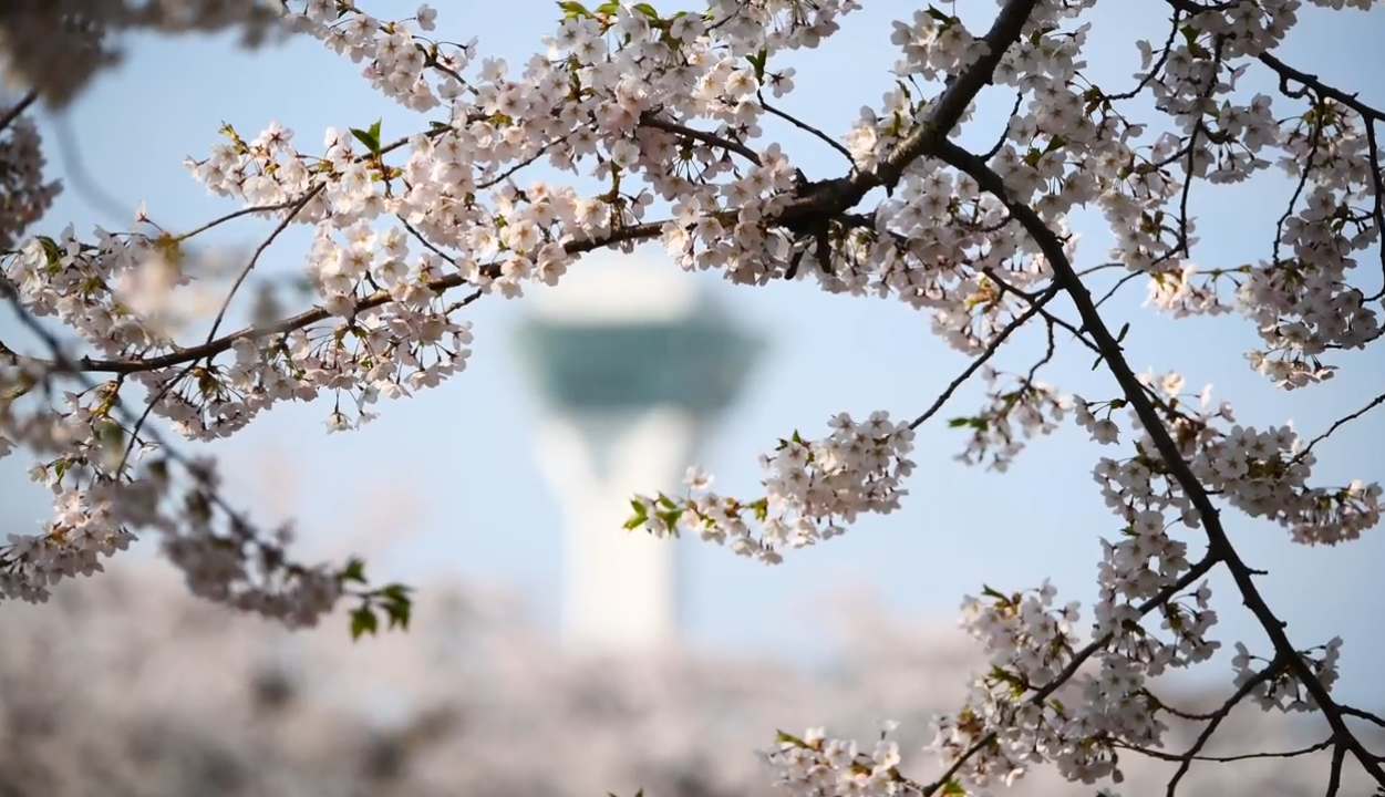 北海道不止能看雪,这里独一份的樱花你了解不了解!
