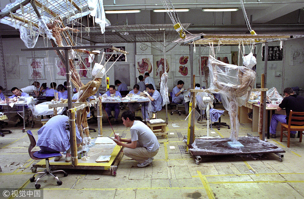 哈根斯人体标本工厂图片