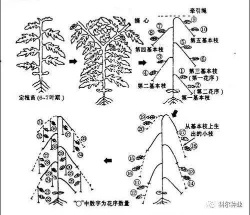 柿子树剪枝明细图图片