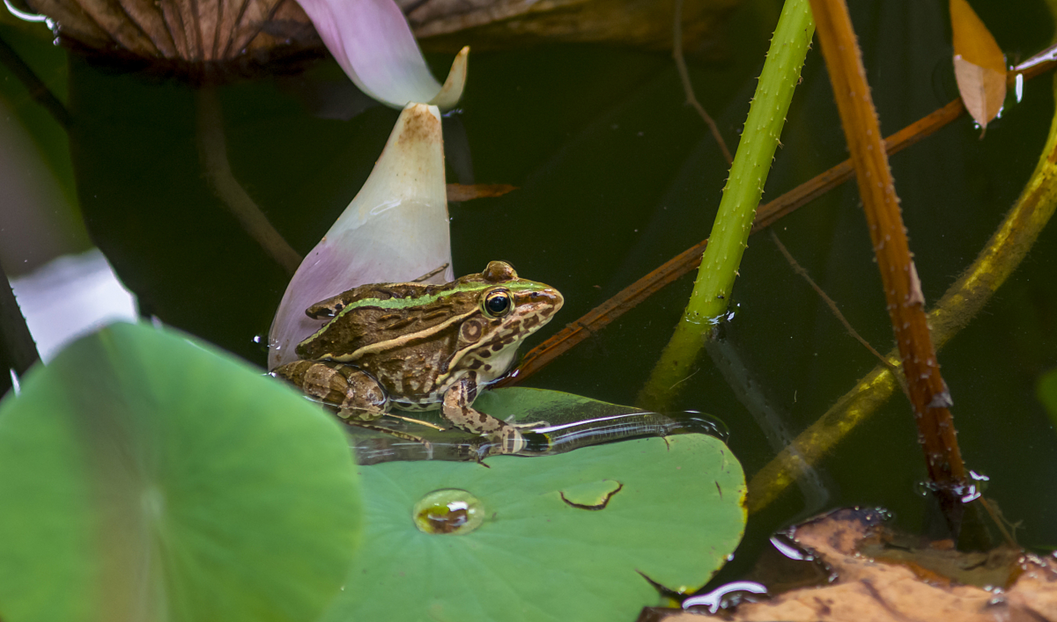 在夏日炎炎的午后,一片池塘中的荷叶上,一只青蛙静静地趴着,享受着这
