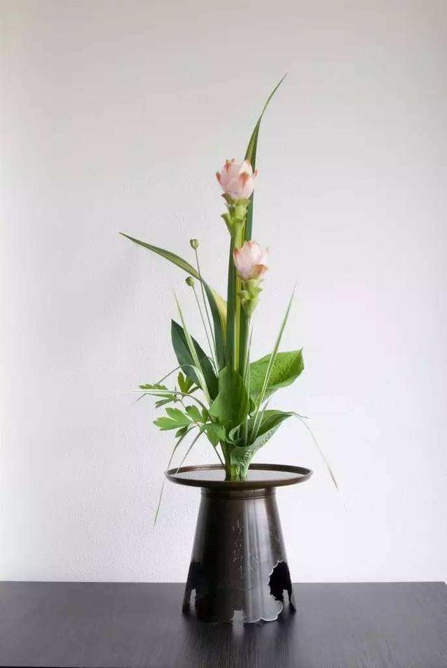 生姜长芽别扔了!养成盆景,恰当施肥,种出一桶姜山!