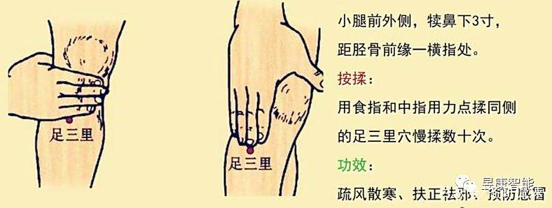 居家抗疫必读:通俗版健康养生系列(二)预防感冒的足三里 居家抗疫必读:通俗版健康养生系列(二)预防感冒的足三里