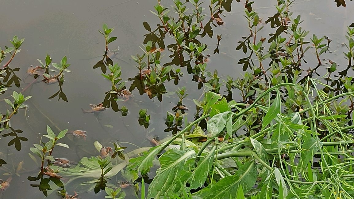 新开小龙虾塘又到放虾苗的季节,虾苗价格要控制放虾苗要注意的事