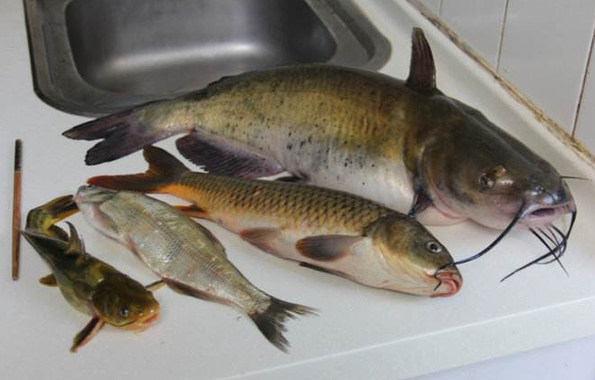 鮰鱼- 热门商品专区