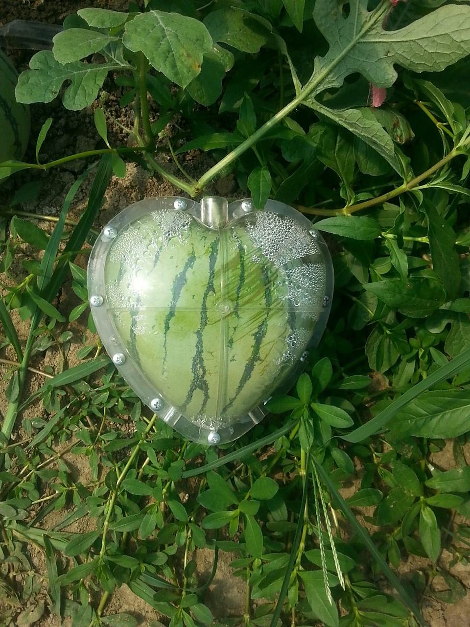 植物趣图# 原来心形西瓜是这么长出来的!