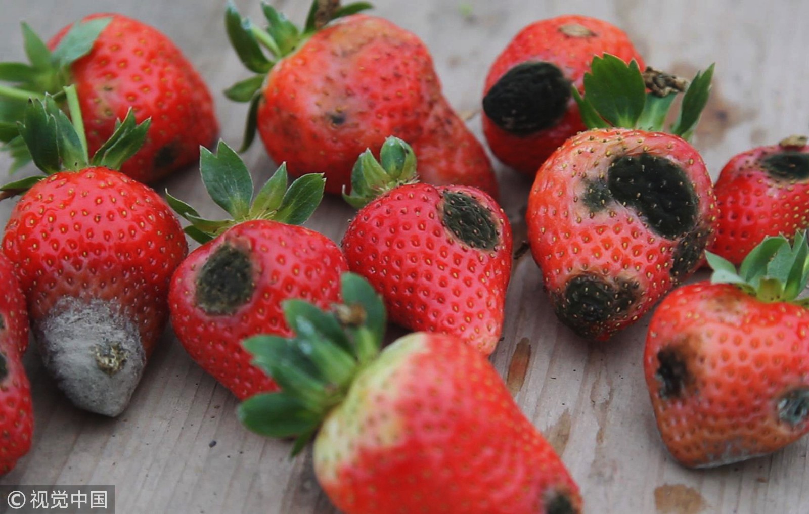 心疼!大雪致草莓烂在果园,每天倒数百斤