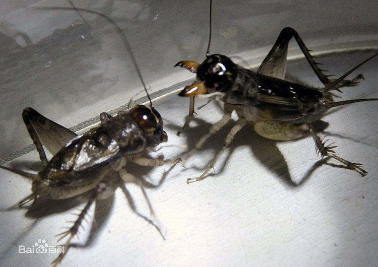 儿时的童趣斗蛐蛐,你还记得吗?