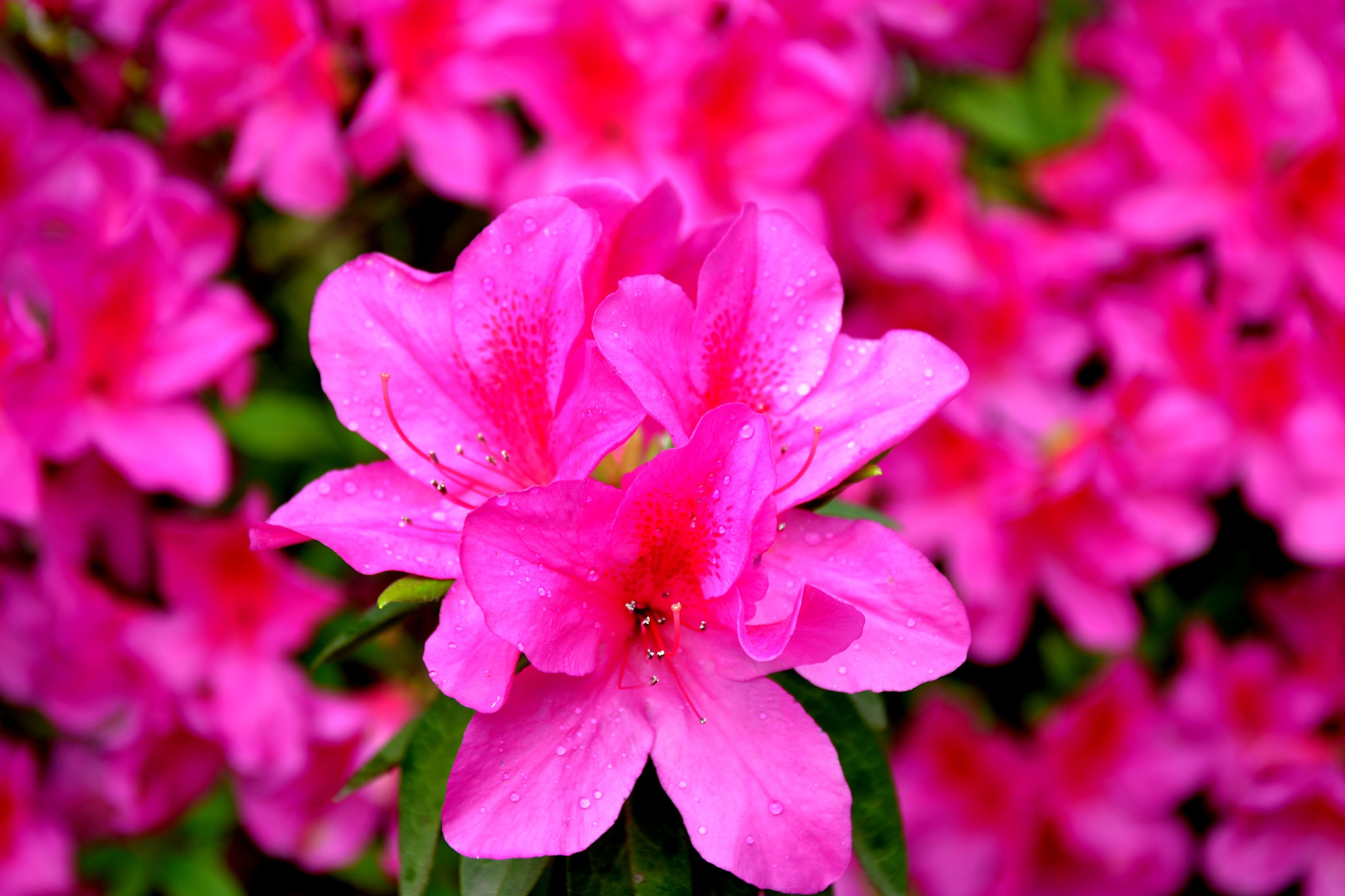 花叶- 优质问答专区