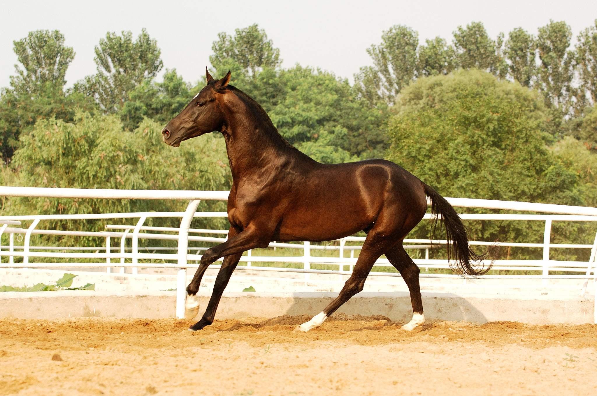 马克龙首次访华 为什么送了中国一匹马?