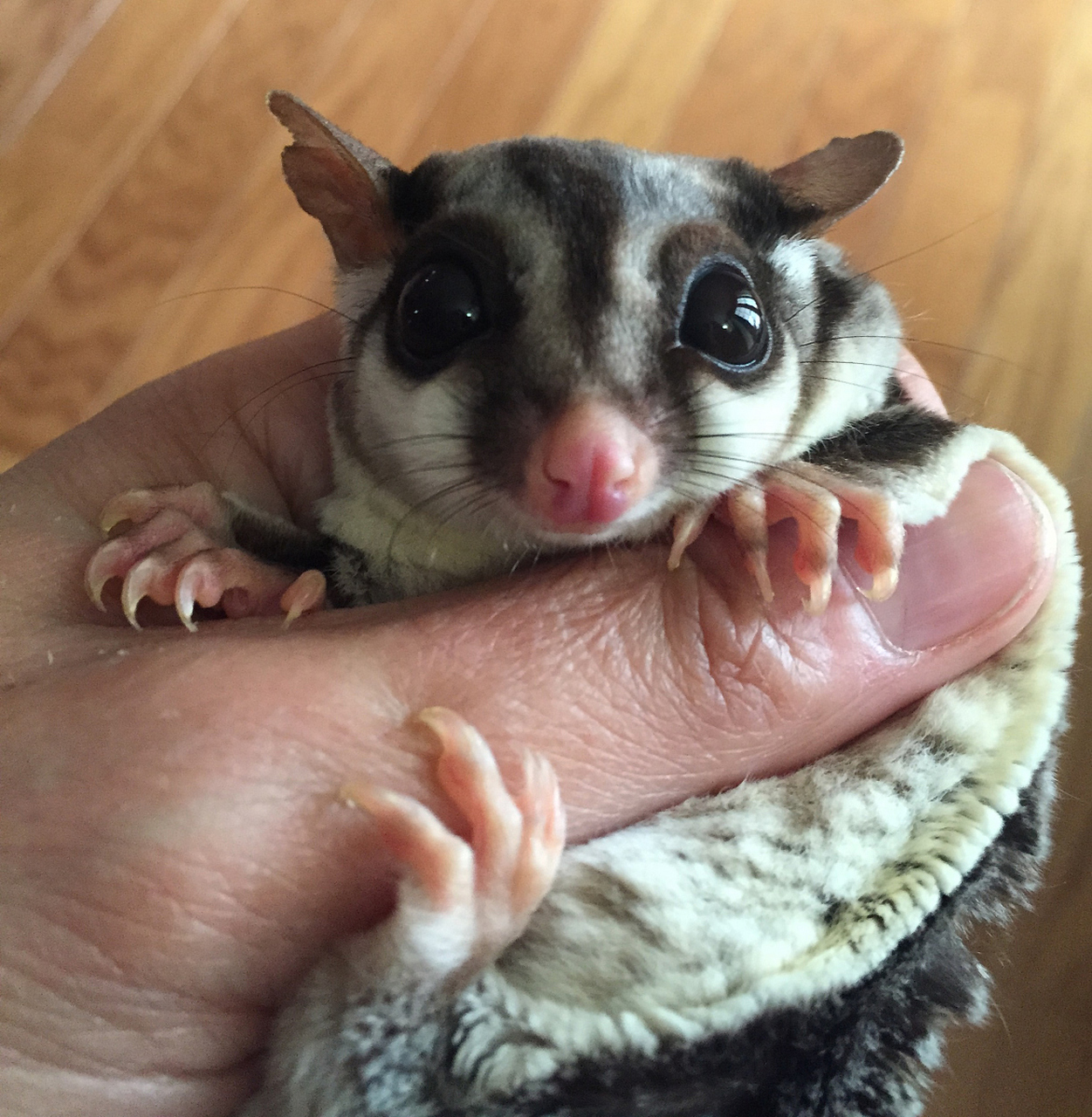 小蜜袋鼯抓伤怎么办?别急!根据伤口,动物健康和你的身体状况来定.