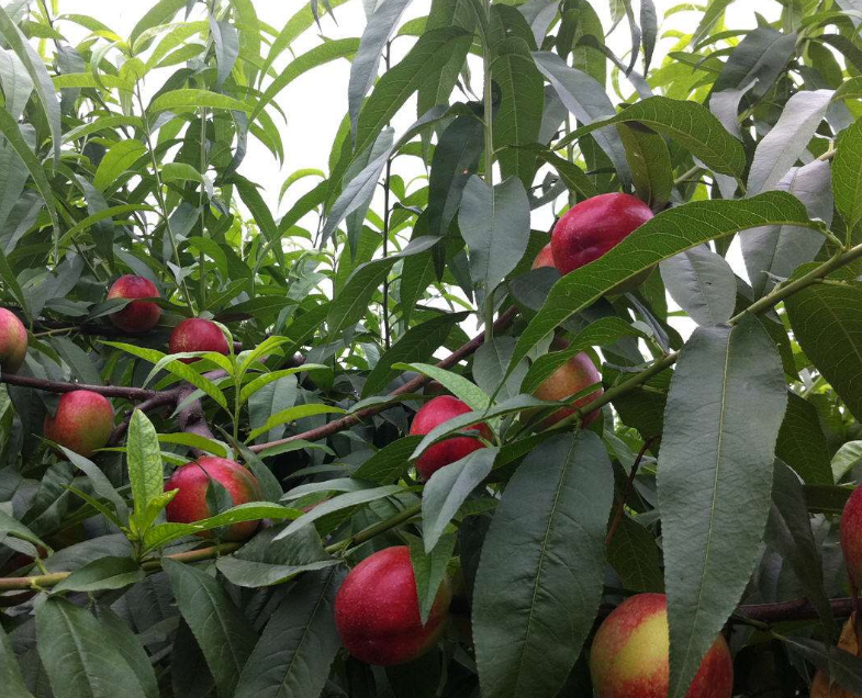 油桃花果不容易形成,坐果后可以适当的套袋,果实会长得更好