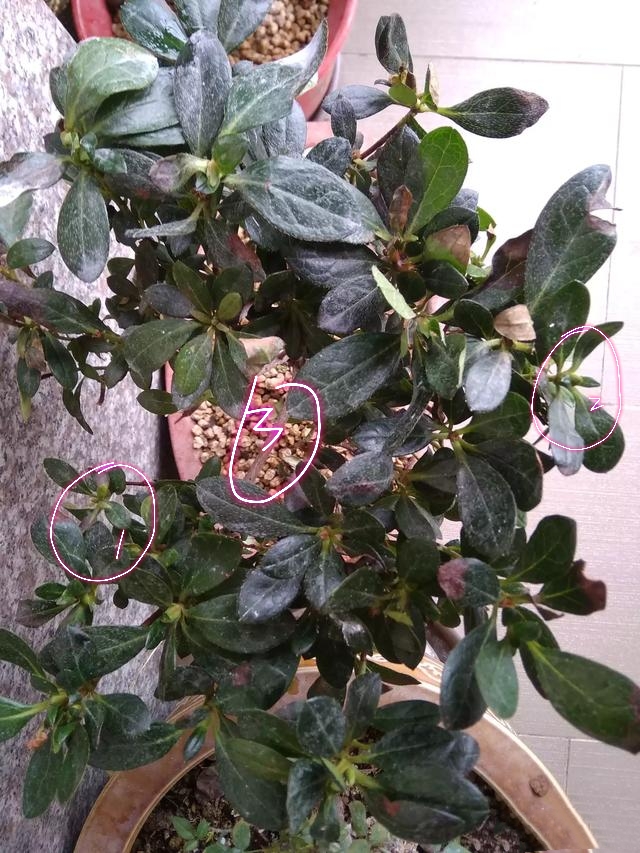 杜鹃花上盆一个月,花苞脱落,新芽从叶尖开始发黑,是怎么回事