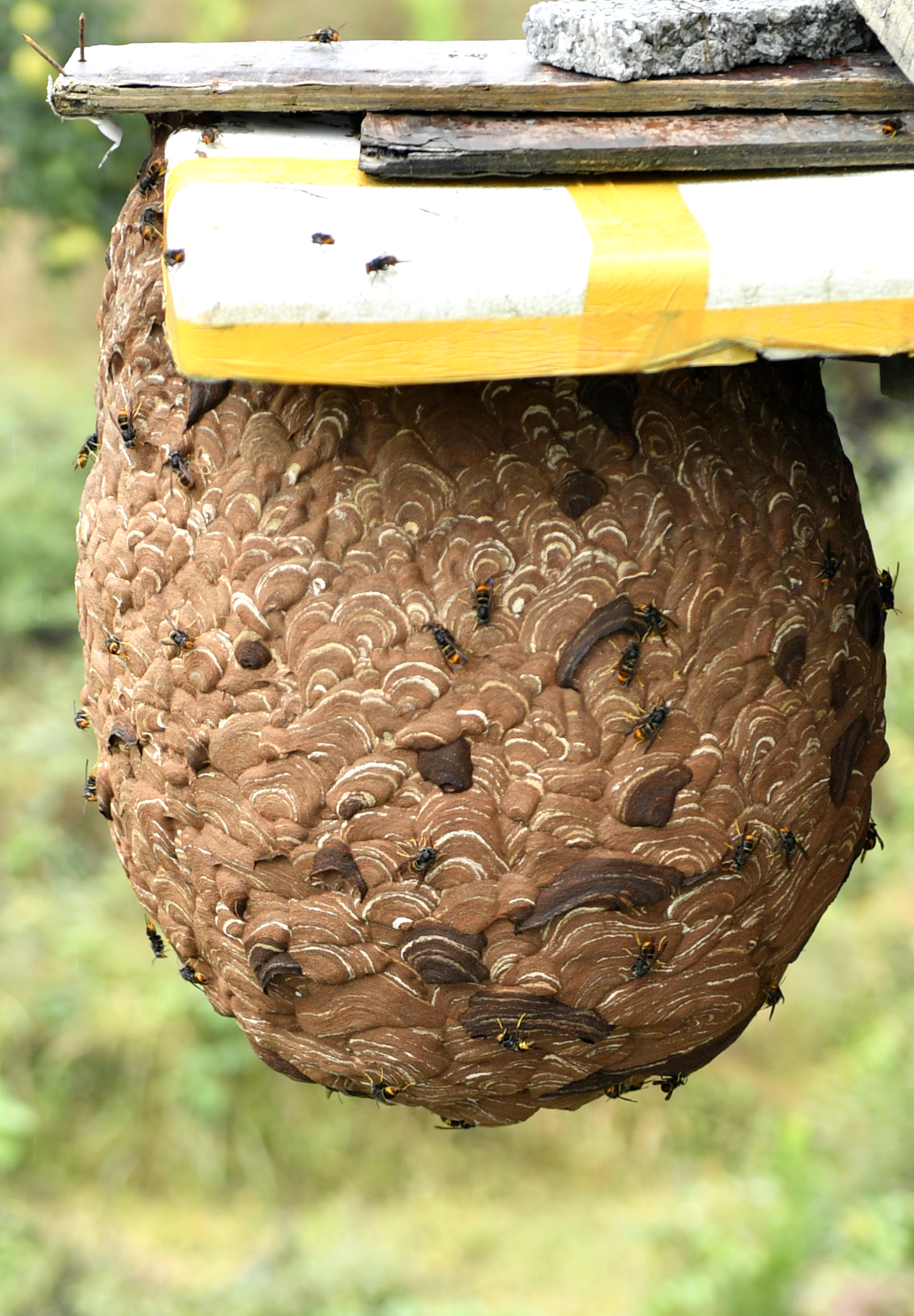 湖北恩施:养胡蜂的农民们(1)