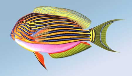 彩带刺尾鱼知识科普,这些你可能不知道!