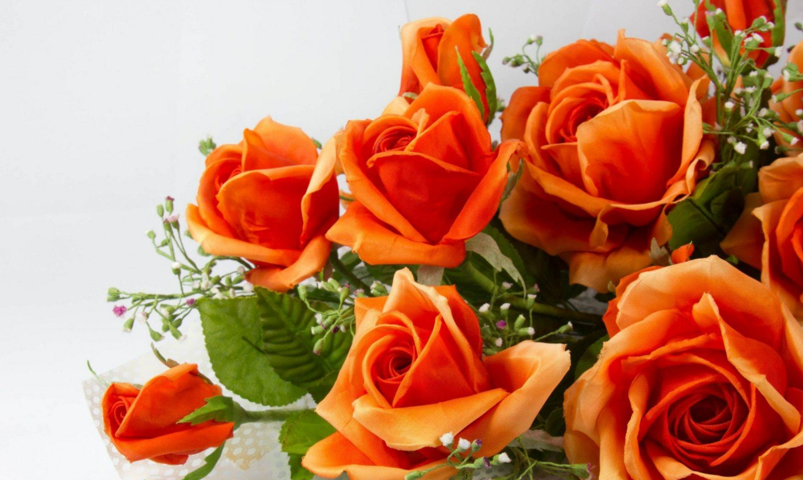 玫瑰花,美丽的爱情花!