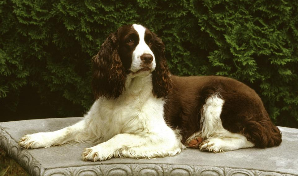 科普!史宾格犬最易犯的六种病,让我们提前做好防护吧!