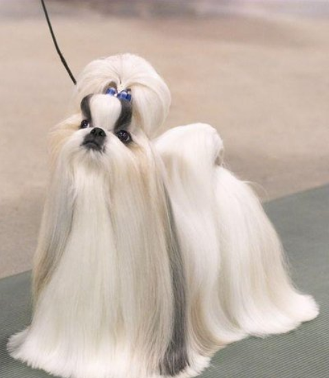 西施犬别名狮子狗,起源于17世纪,被饲养在喇嘛庙内作为看门狗!