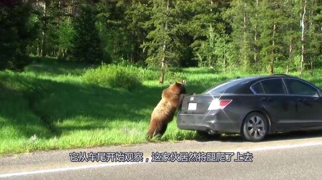 [图]棕熊攻击路边的汽车，熊：看什么看，先交过路费再说