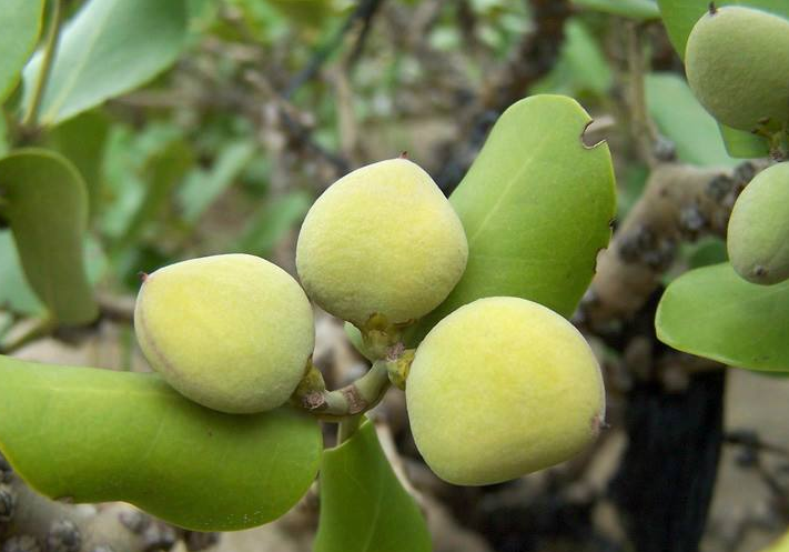 美食:榄钱,能降低血压,是生活中预防人类三高的理想食材!